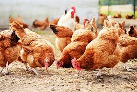 Chicken.jpg