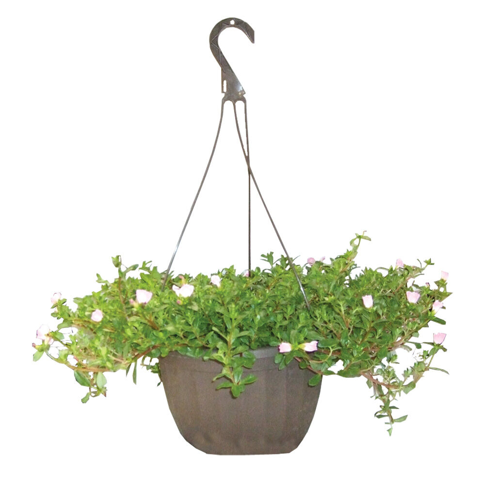 image of Assorted 11 in Hanging Plant Basket, May Vary