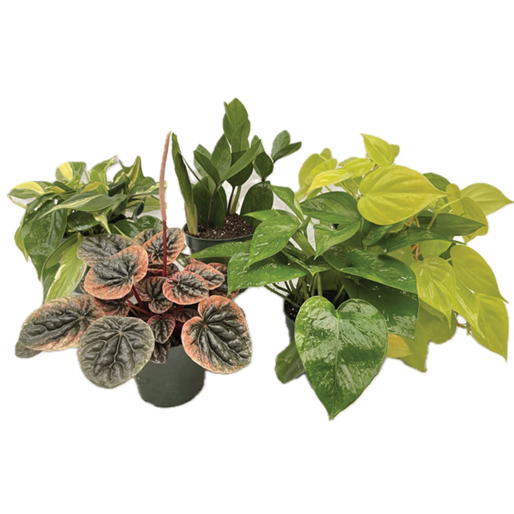 image of 6 in Assorted Houseplant, May Vary