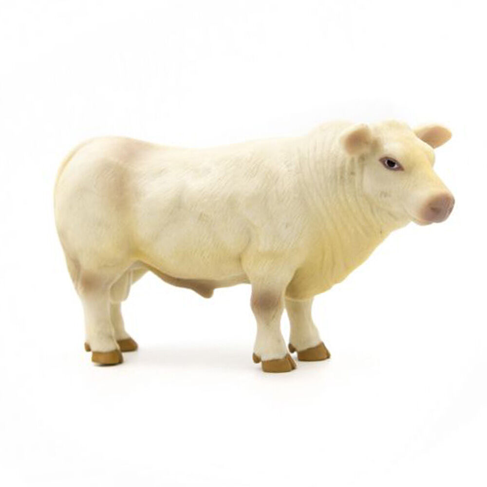 image of Charolais Bull