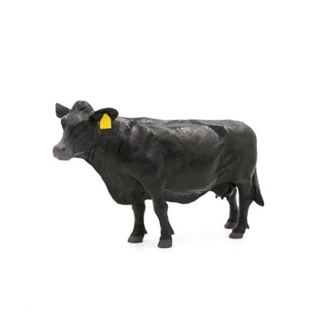 image of Angus Cow