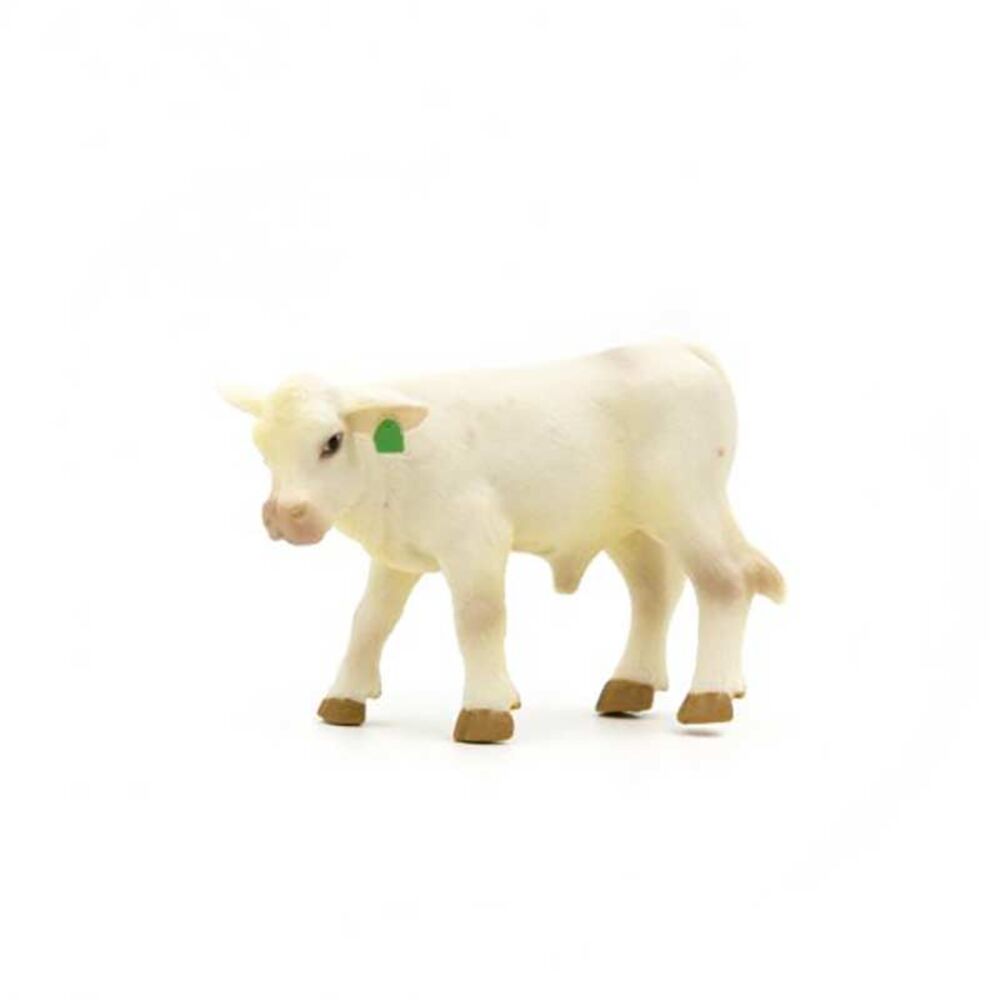 image of Charolais Calf