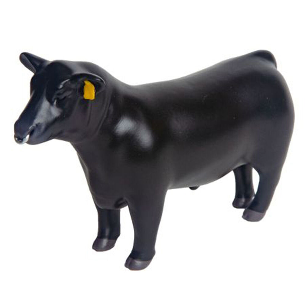 image of Angus Show Bull with Nose Ring