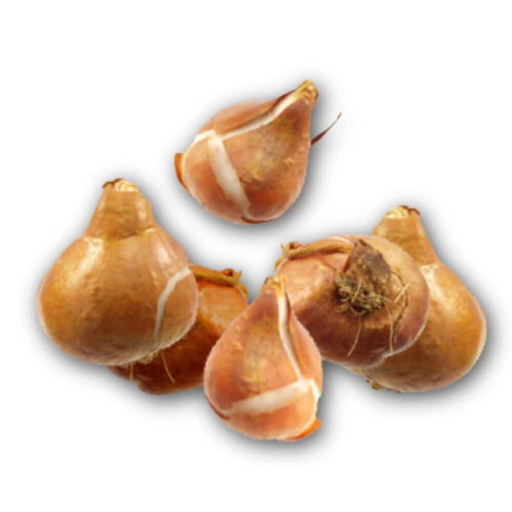 Bulbs