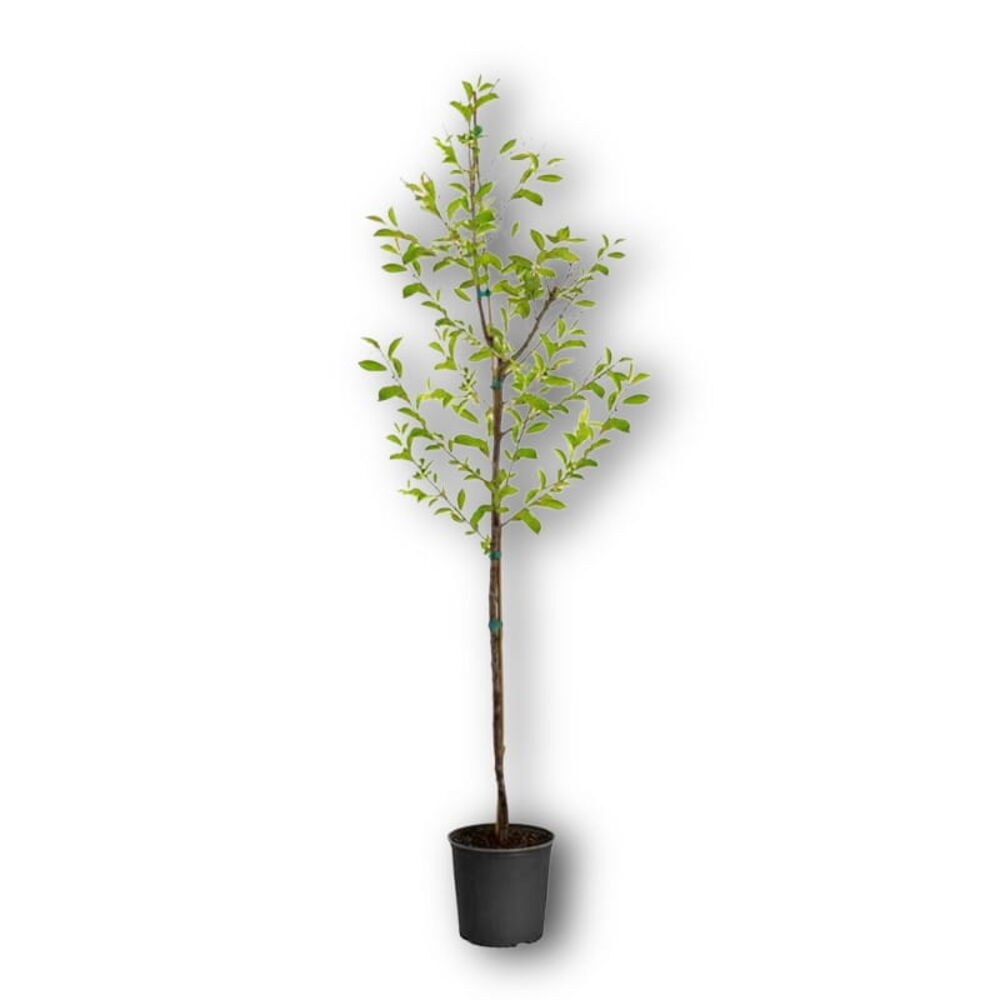 Trees & Shrubs