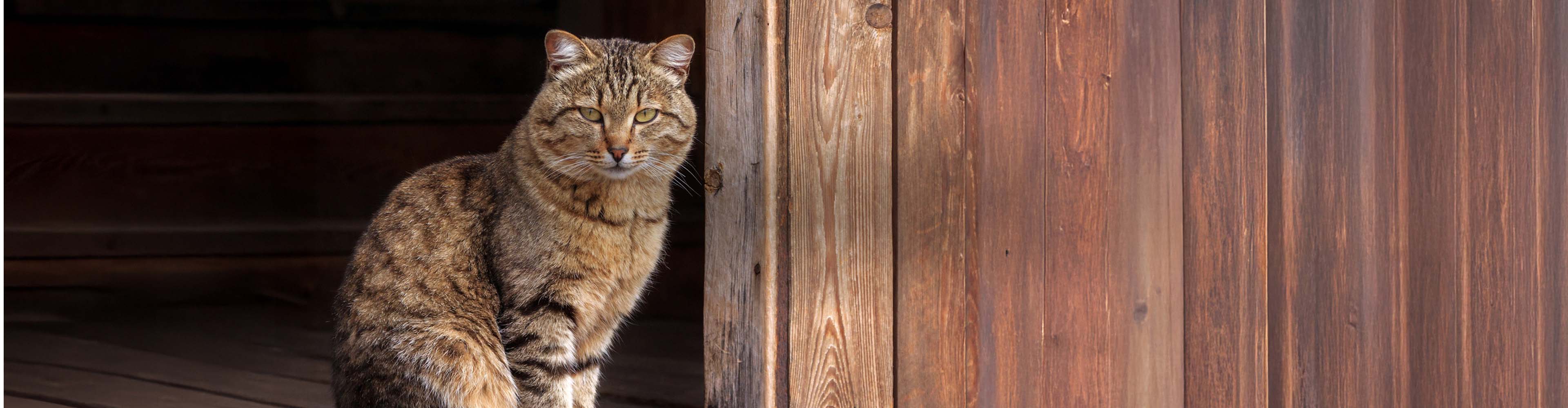 Cat-Header.jpg