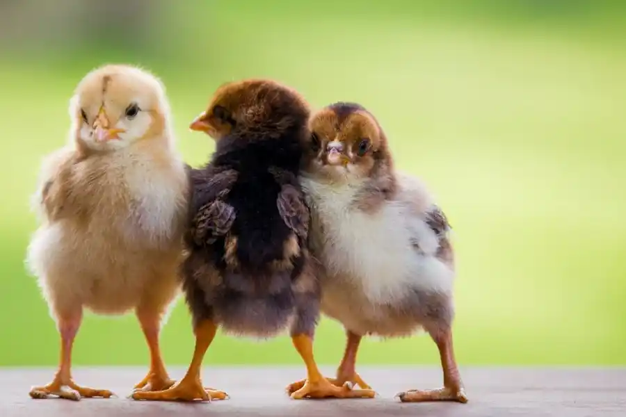 Chick Days Home Duplex.webp